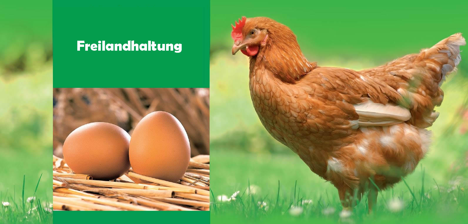 Freilandhaltung