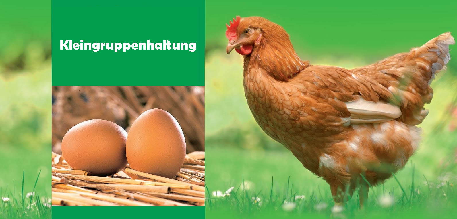 Kleingruppenhaltung